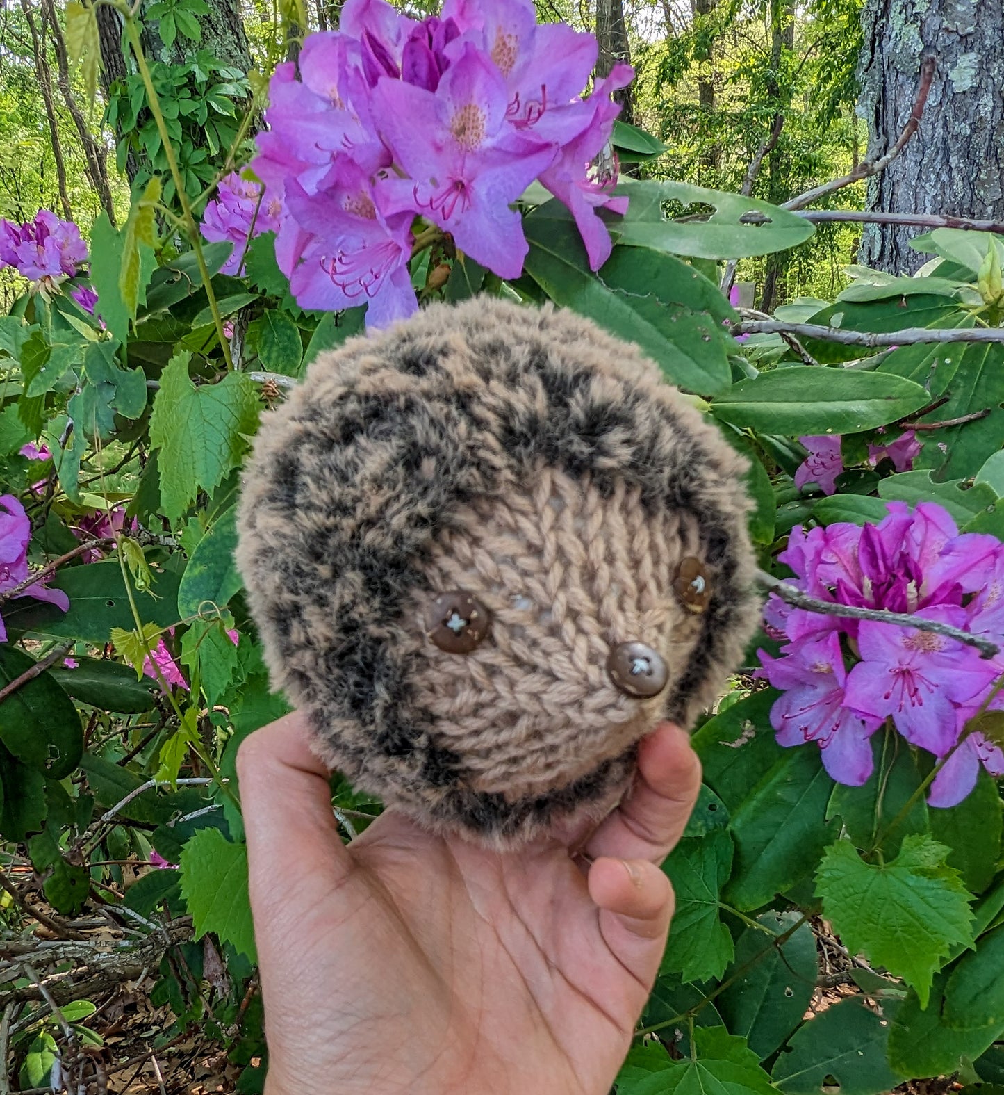 Mini Hedgehog Companions