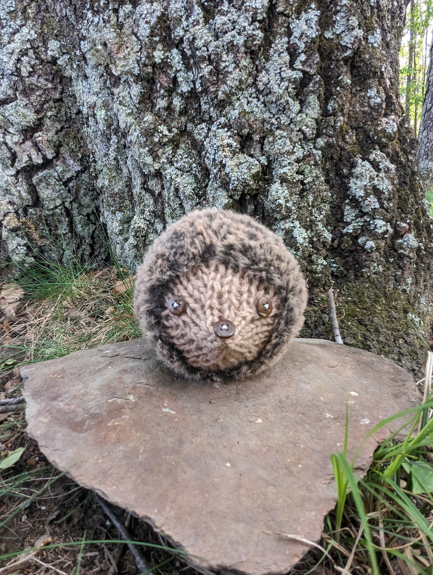 Mini Hedgehog Companions