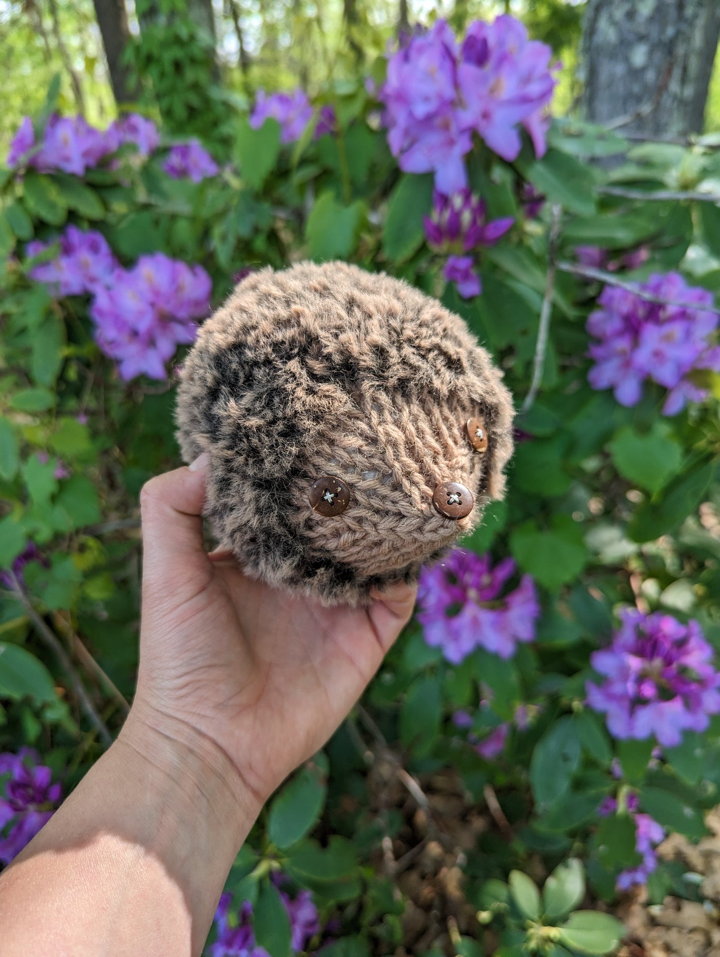 Mini Hedgehog Companions