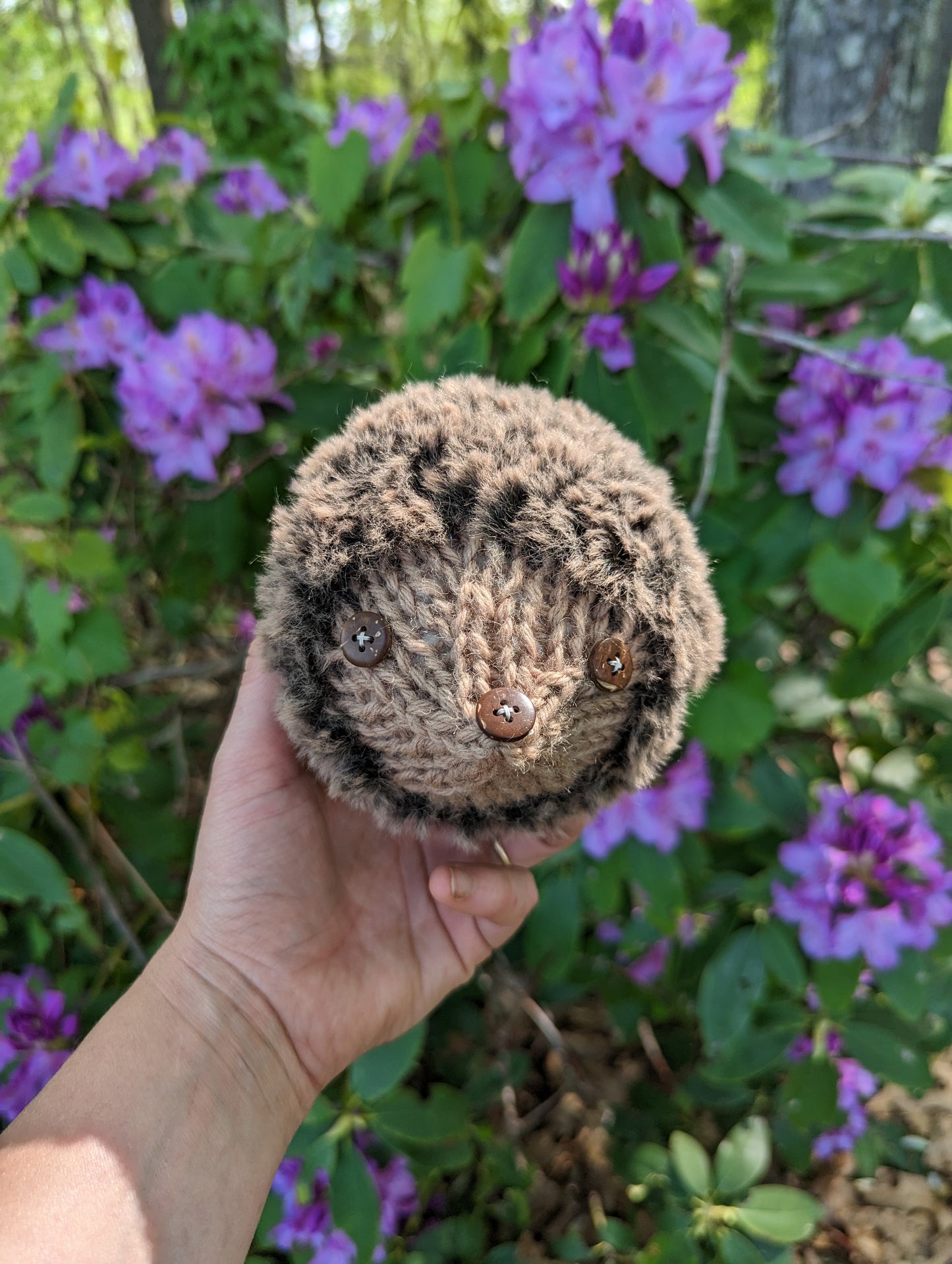 Mini Hedgehog Companions