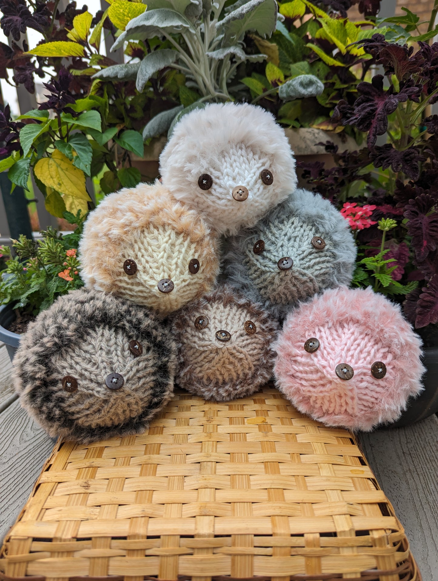 Mini Hedgehog Companions