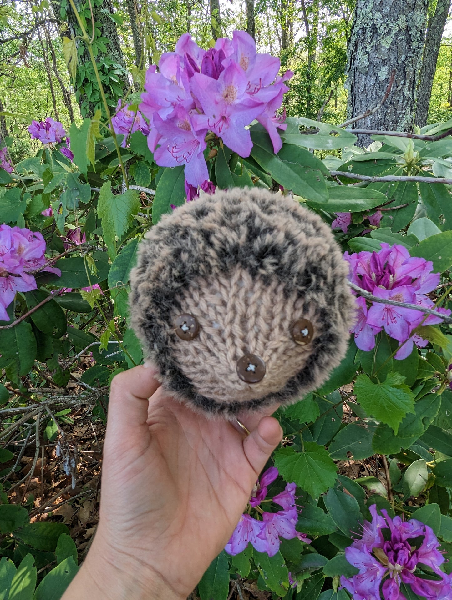 Mini Hedgehog Companions